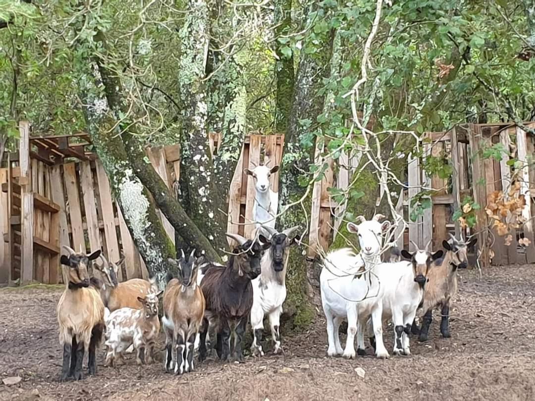 Gites San Austinu Petreto-Bicchisano Esterno foto