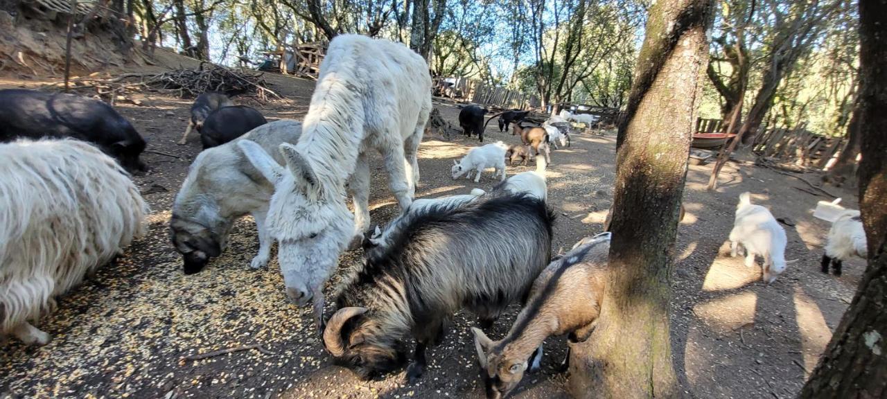 Gites San Austinu Petreto-Bicchisano Esterno foto