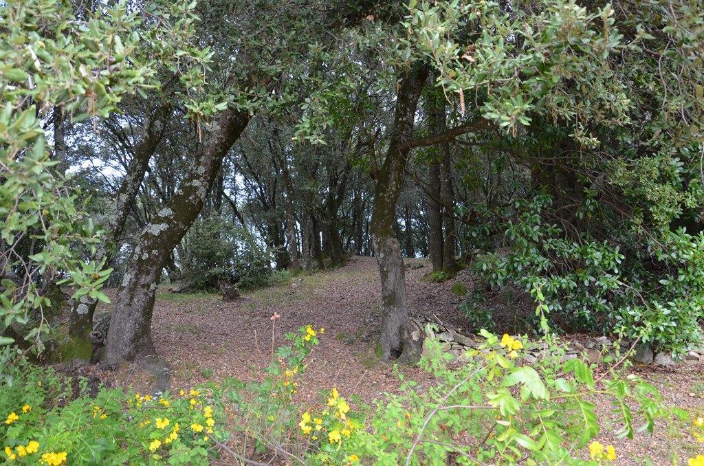 Gites San Austinu Petreto-Bicchisano Esterno foto